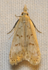 Dichomeris punctidiscellus