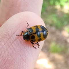 Chrysomela interrupta