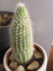 Cleistocactus strausii