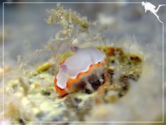 Goniobranchus rubrocornutus