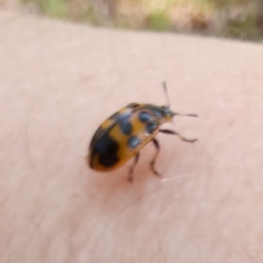 Chrysomela interrupta