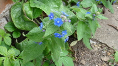 Pentaglottis sempervirens