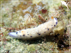 Hypselodoris rudmani