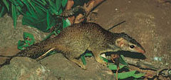Madras Treeshrew photo 2