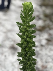 Chrysopsis scabrella