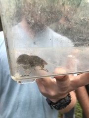Blarina carolinensis