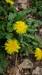 Taraxacum officinale