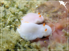 Verconia simplex