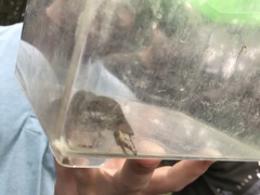 Blarina carolinensis