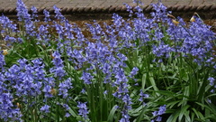 Hyacinthoides × massartiana