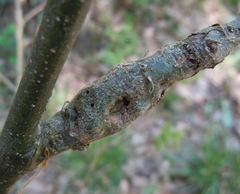 Pseudoneuroterus macropterus