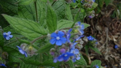 Pentaglottis sempervirens
