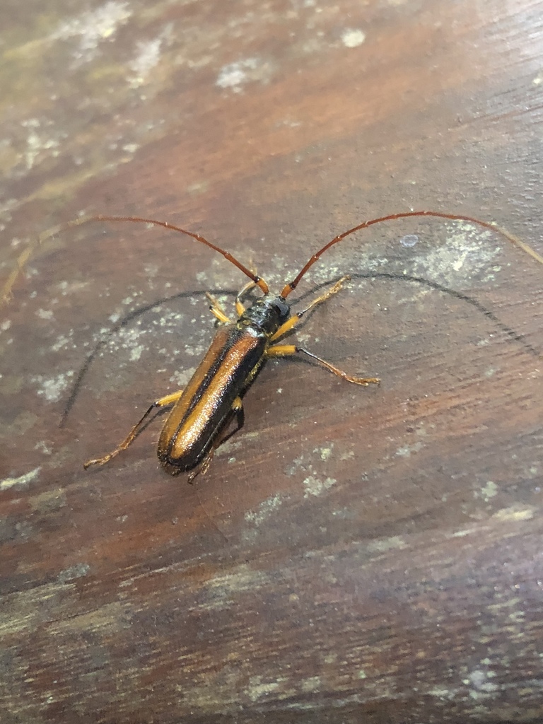 Amphelictus bicolor