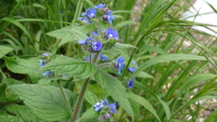 Pentaglottis sempervirens