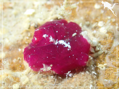 Pseudoceros rubronanus