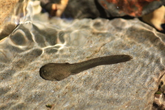 Tailed Frog photo 4