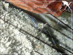 Cuapetes tenuipes