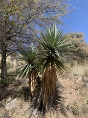 Yucca schottii