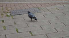 Columba livia domestica