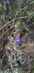 Salvia thymoides