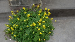 Pseudofumaria lutea