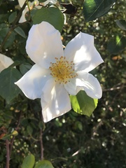 Rosa