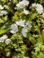 Phacelia fimbriata