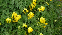 Pseudofumaria lutea