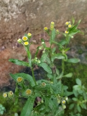 Nidorella podocephala