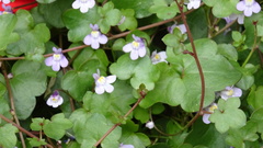 Cymbalaria muralis