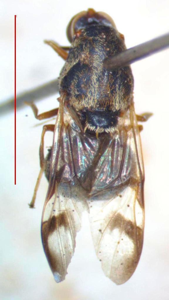 Artemita podexargenteus