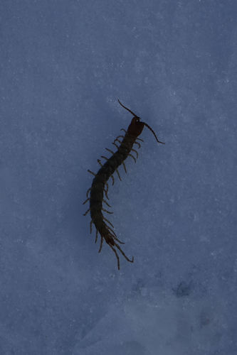 Craterostigmus crabilli