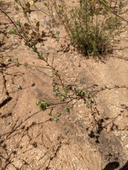 Eriastrum filifolium