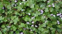 Cymbalaria muralis