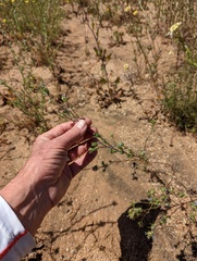 Eriastrum filifolium