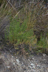 Baccharis boliviensis