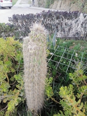 Oreocereus pseudofossulatus