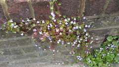 Cymbalaria muralis