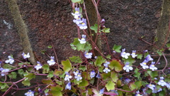 Cymbalaria muralis