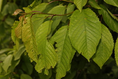 Prunus avium