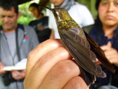 Lampornis amethystinus