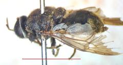 Dicyphoma schaefferi