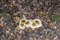 Tricholoma viridiolivaceum