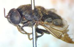 Dicyphoma schaefferi