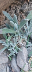 Pseudognaphalium