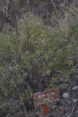 Adesmia miraflorensis