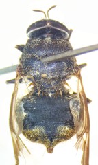 Dicyphoma schaefferi