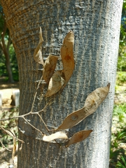 Lonchocarpus longistylus