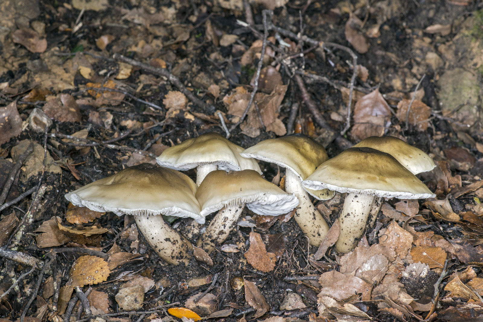 Tricholoma viridiolivaceum image