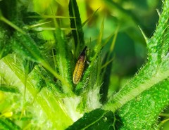 Epimeces